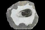 Bargain, Harpes (Scotoharpes) Trilobite - Boudib, Morocco #134355-1